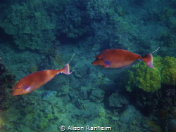 These Unicorn Fish I saw in Maui, I believe this is Honol... by Alison Ranheim 